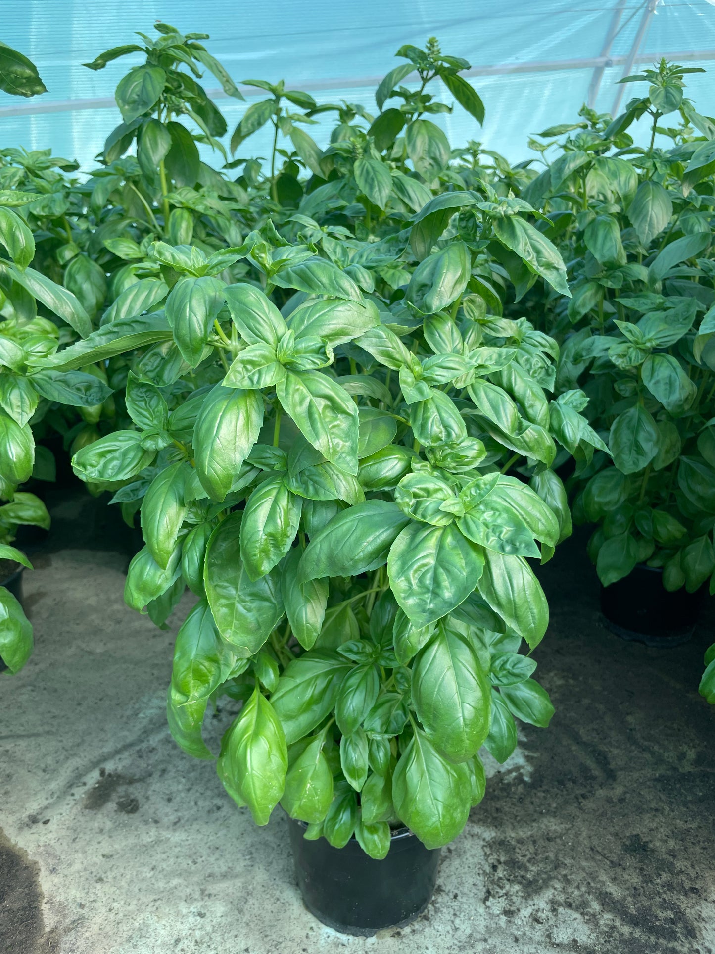 Busuioc Genovez GIGA