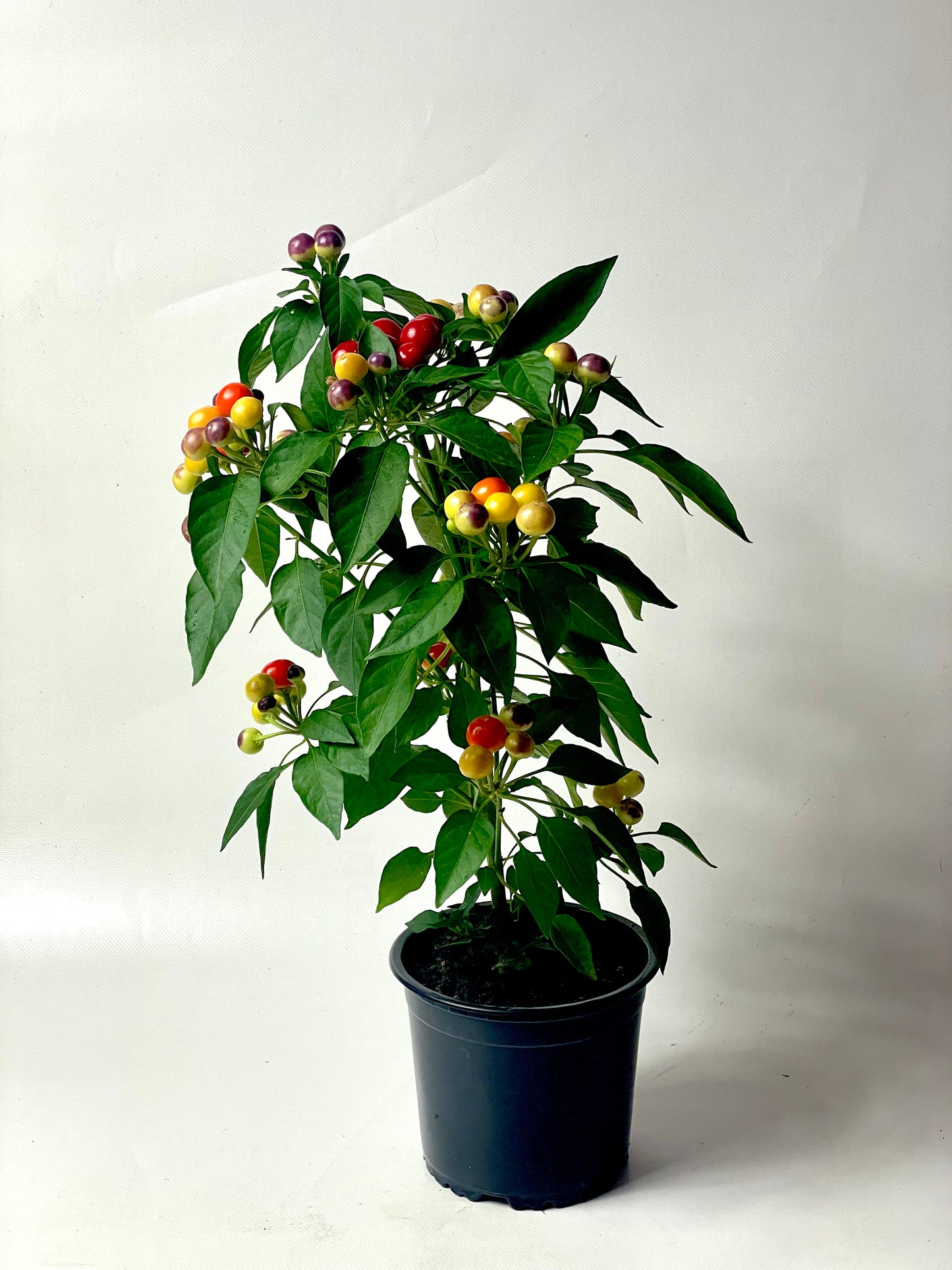 Ardei chili Cherry