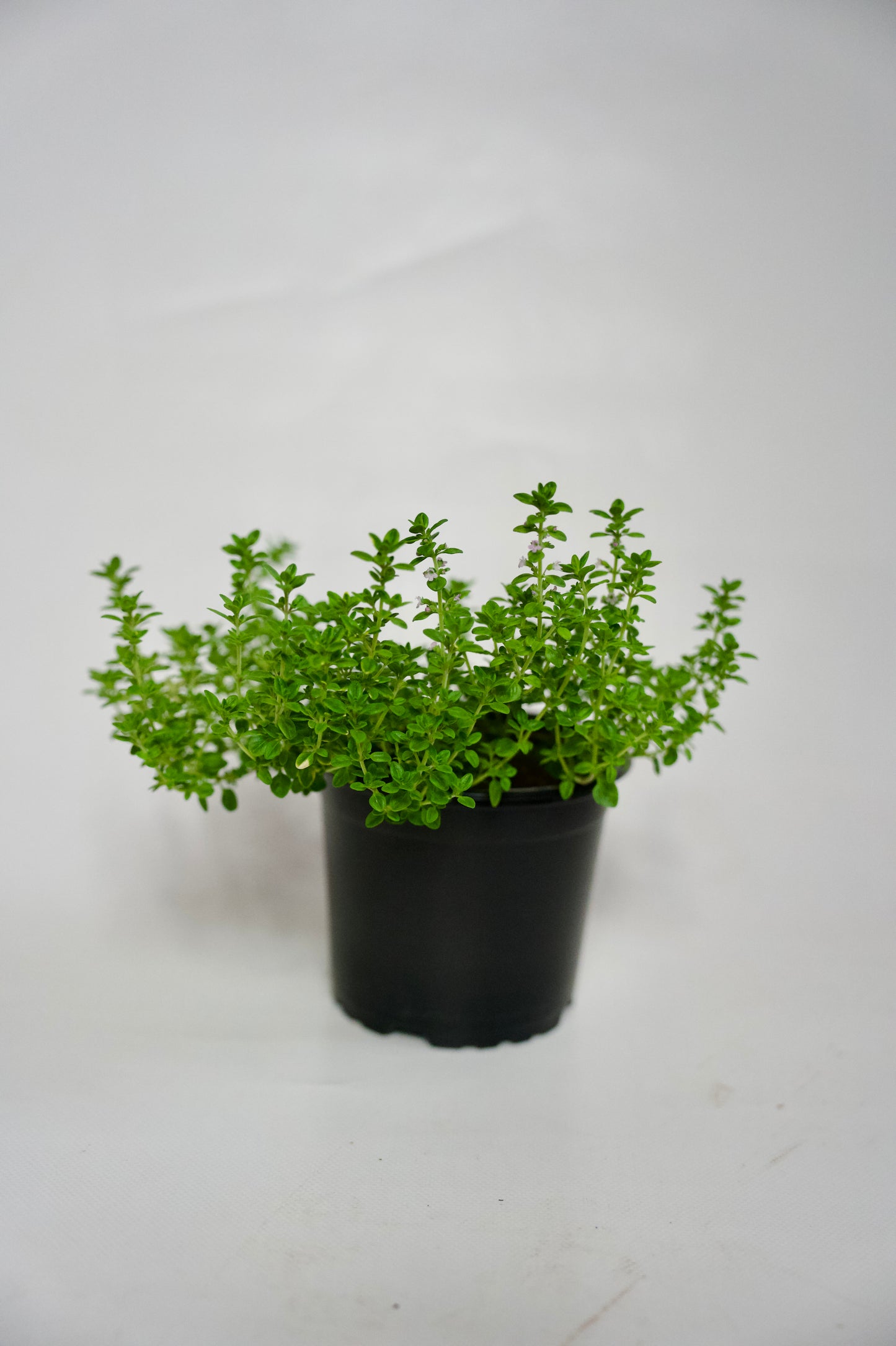 Cimbrișor lămâios