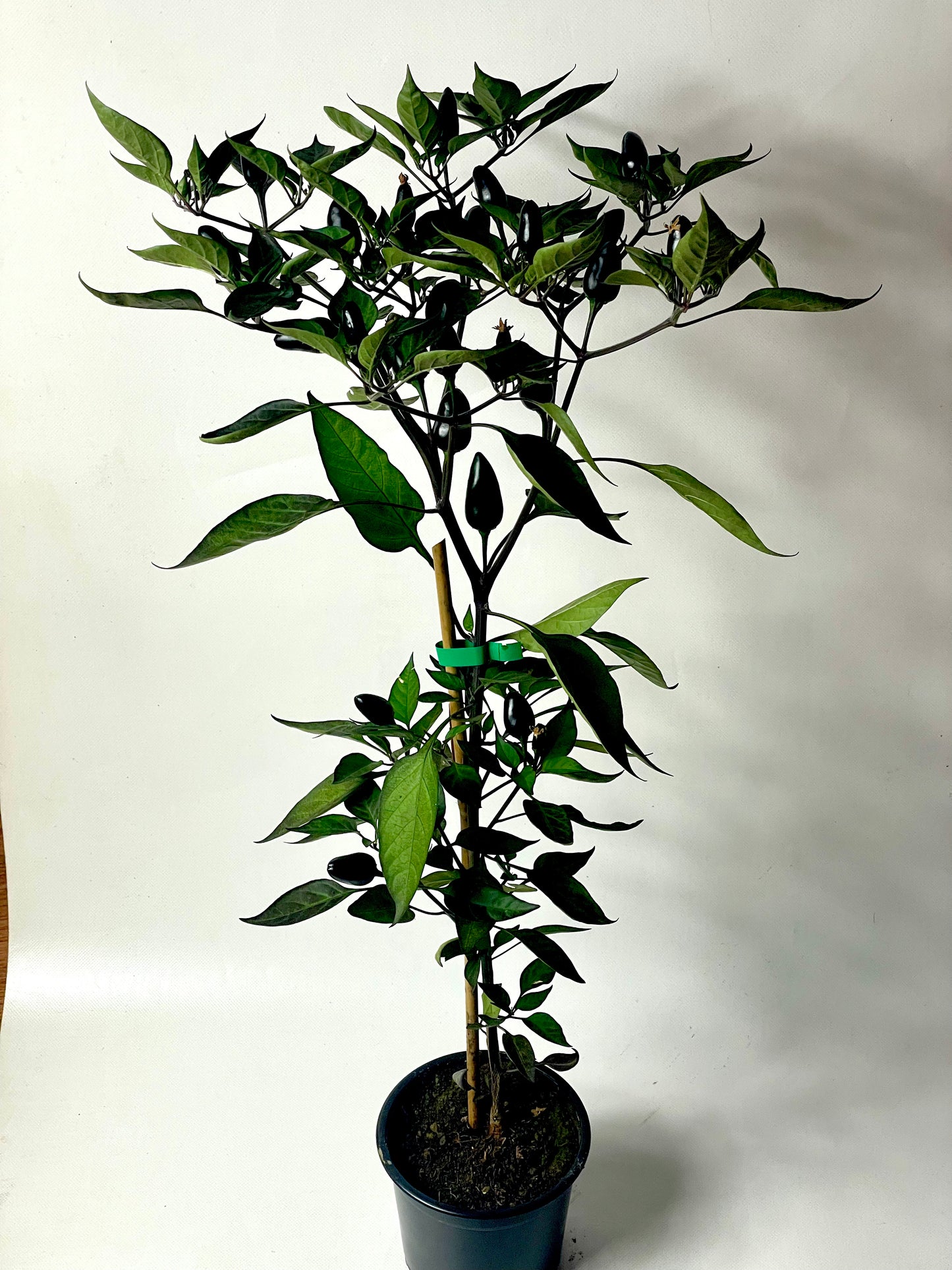 Ardei Chili Count Dracula