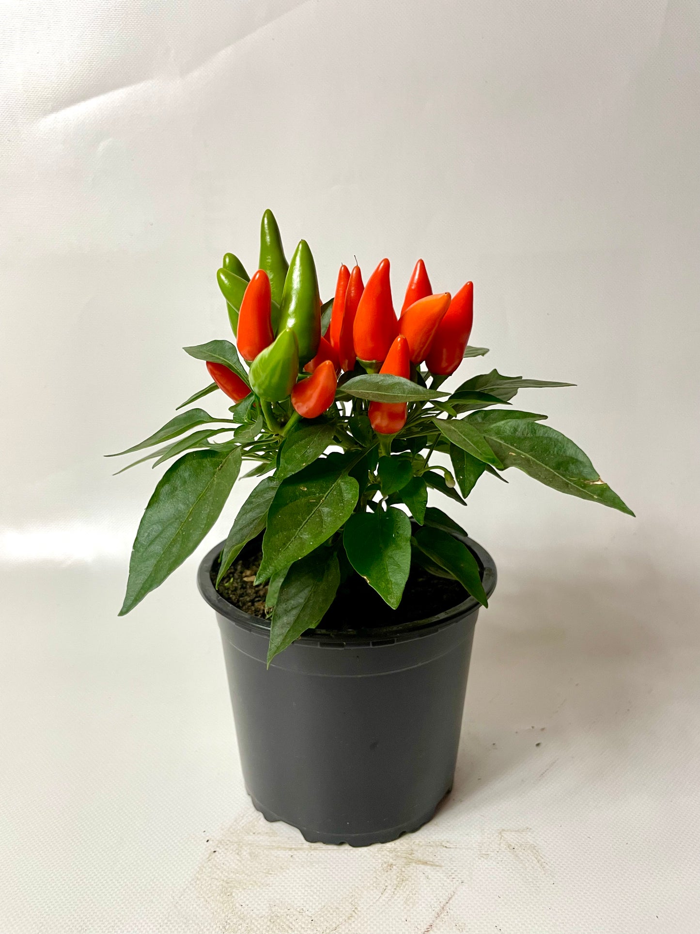 Ardei Chili Mini Portocaliu