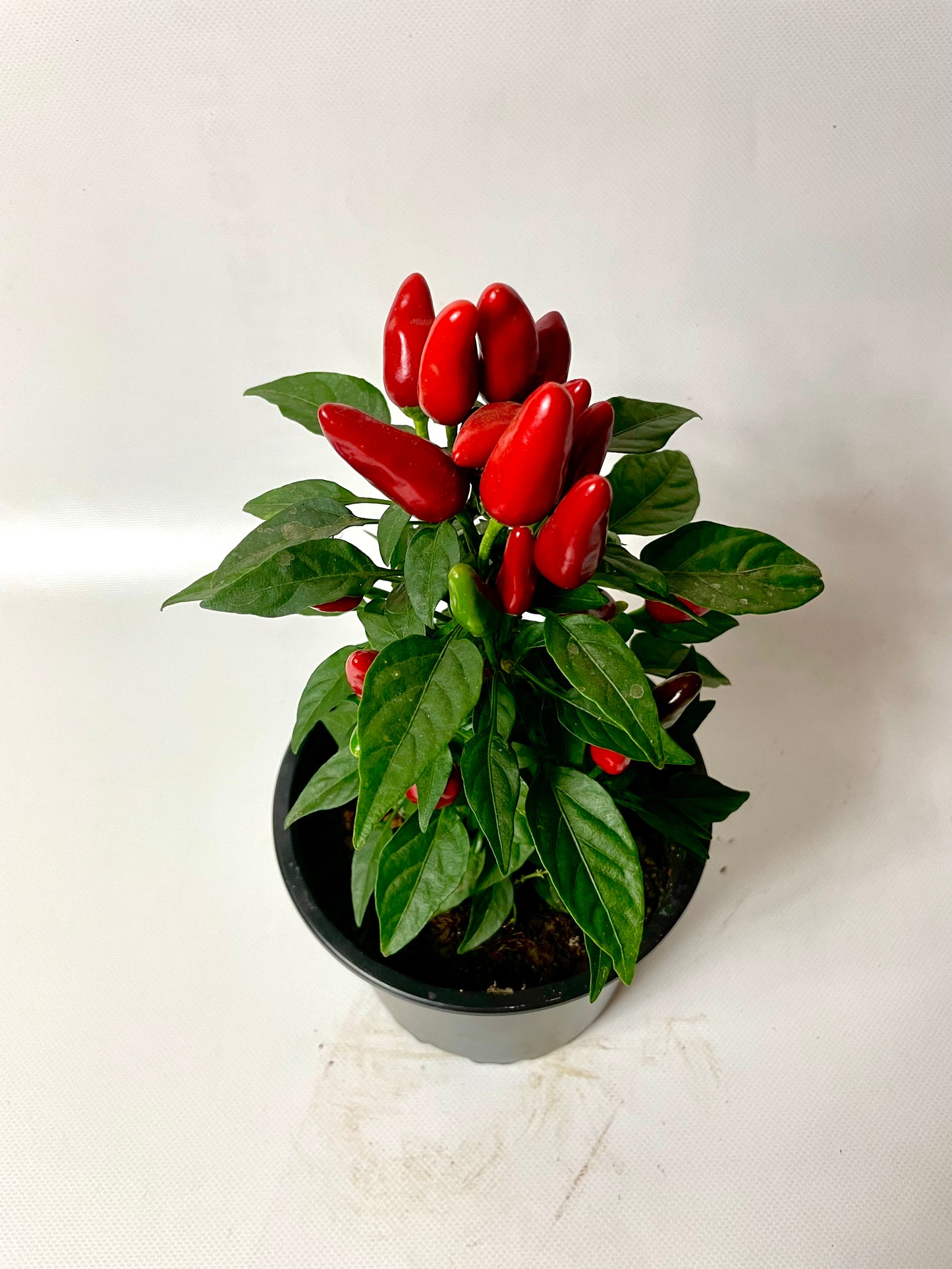 Ardei Chili Mini Roșu