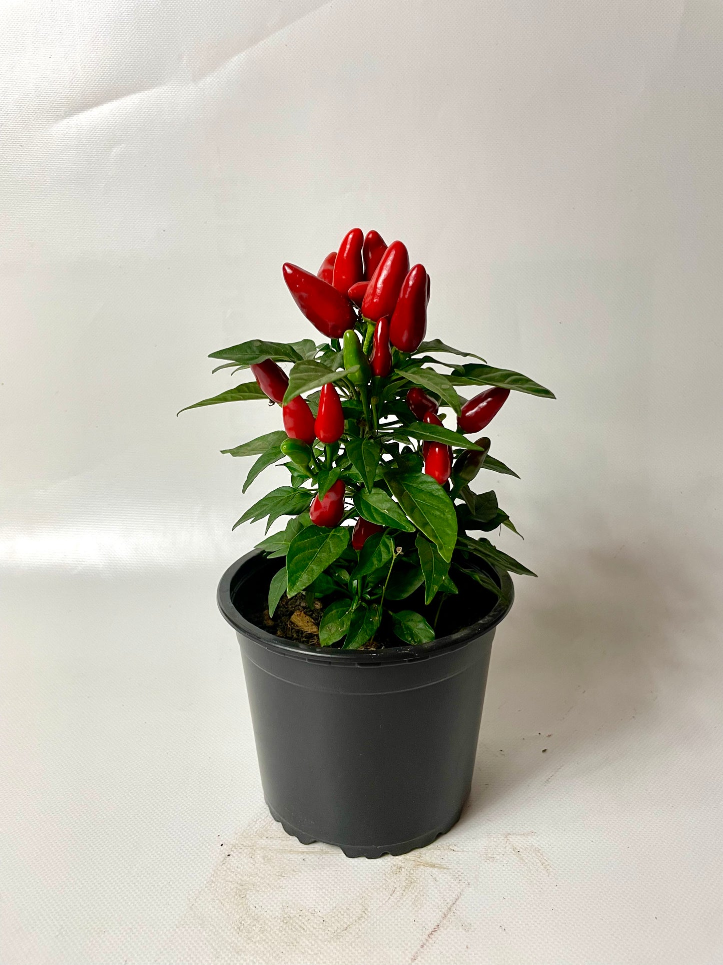 Ardei Chili Mini Roșu