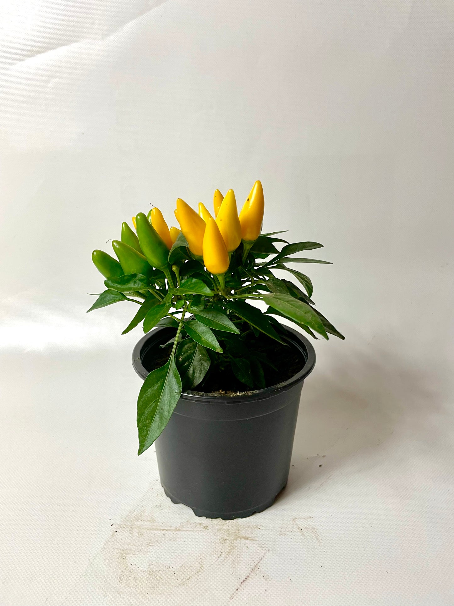 Ardei Chili Mini Galben