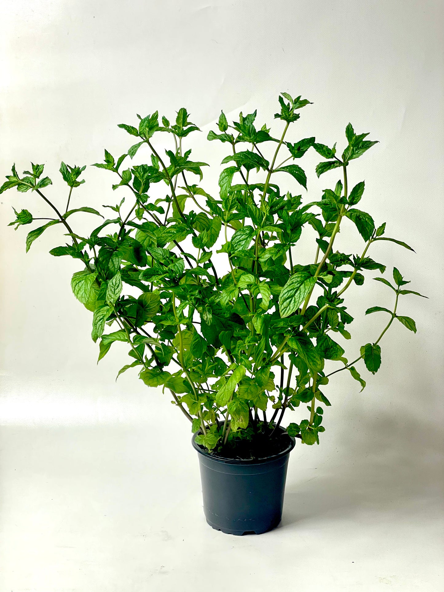 Mentă pentru Mojito