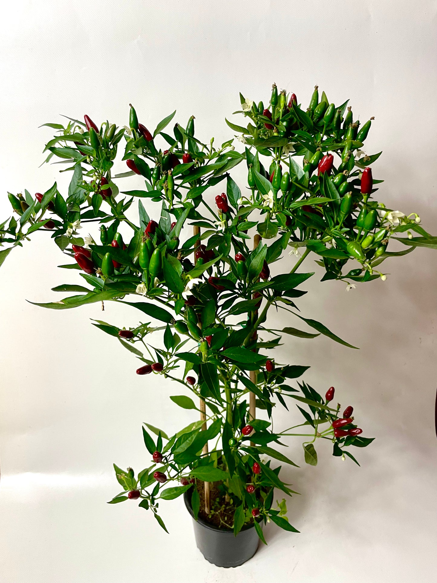 Ardei Chili Thai Hot