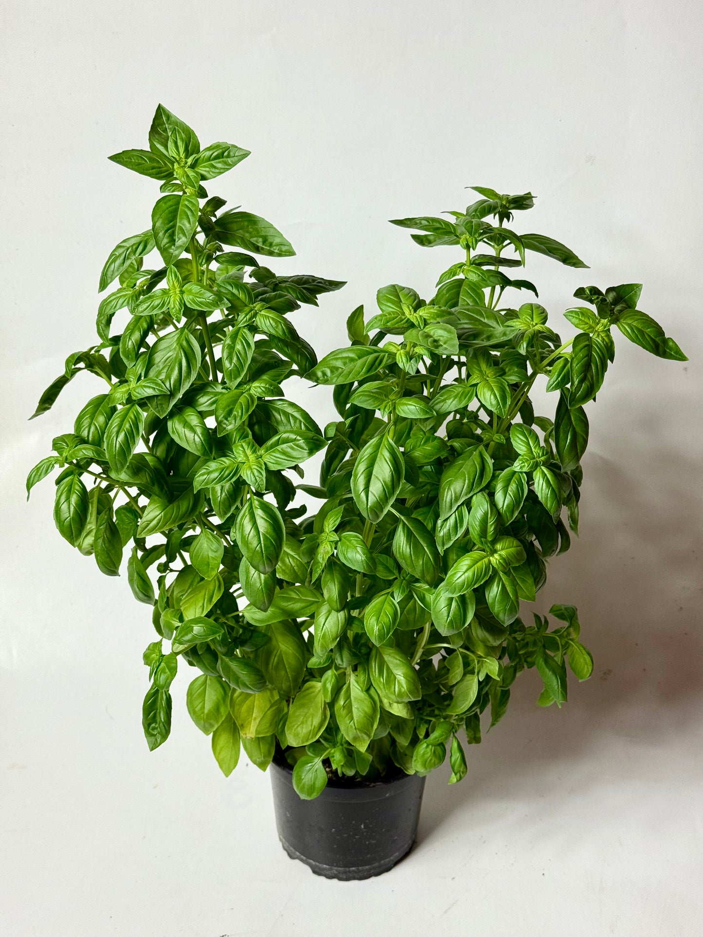 Busuioc Genovez GIGA