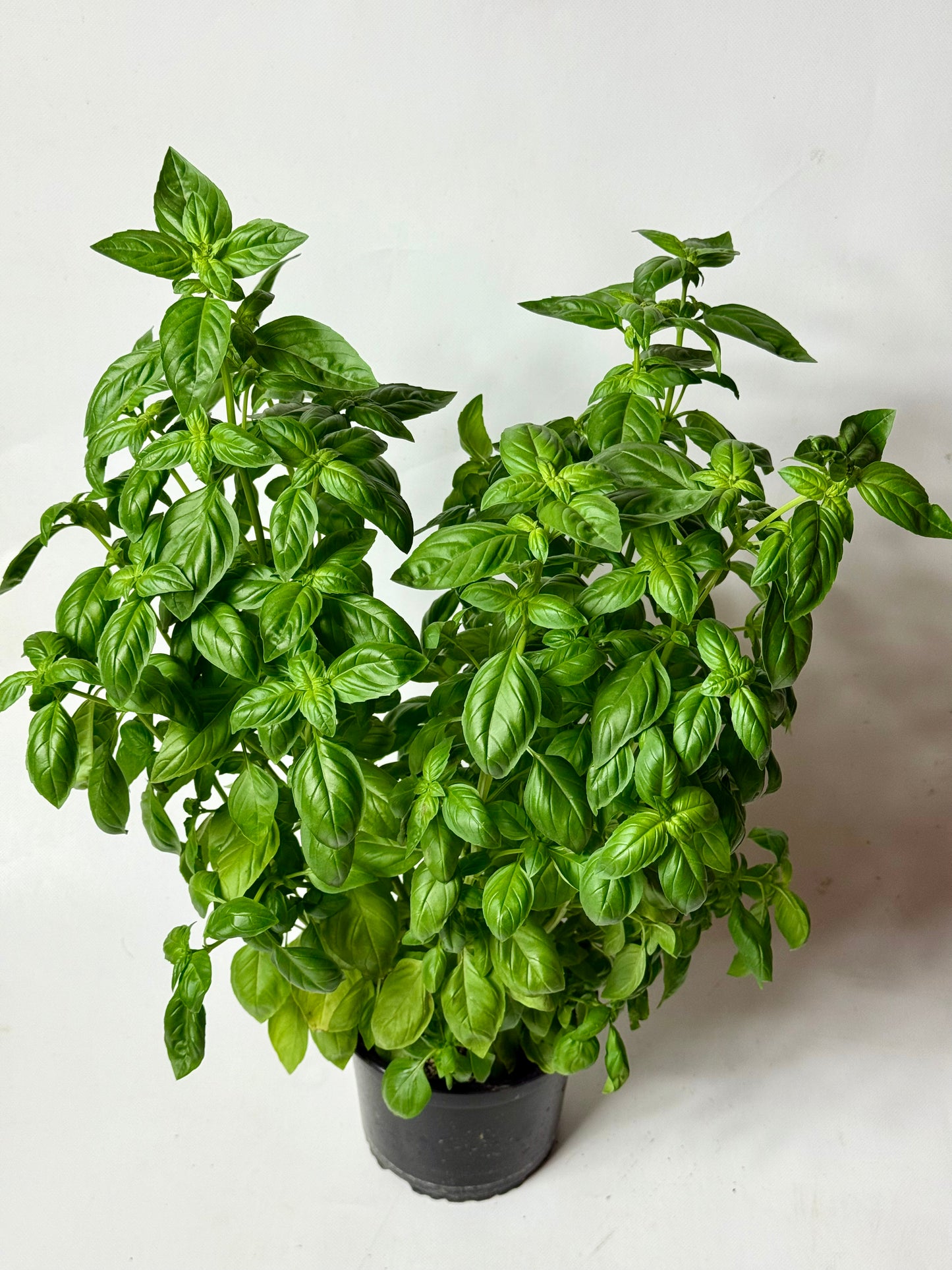 Busuioc Genovez GIGA