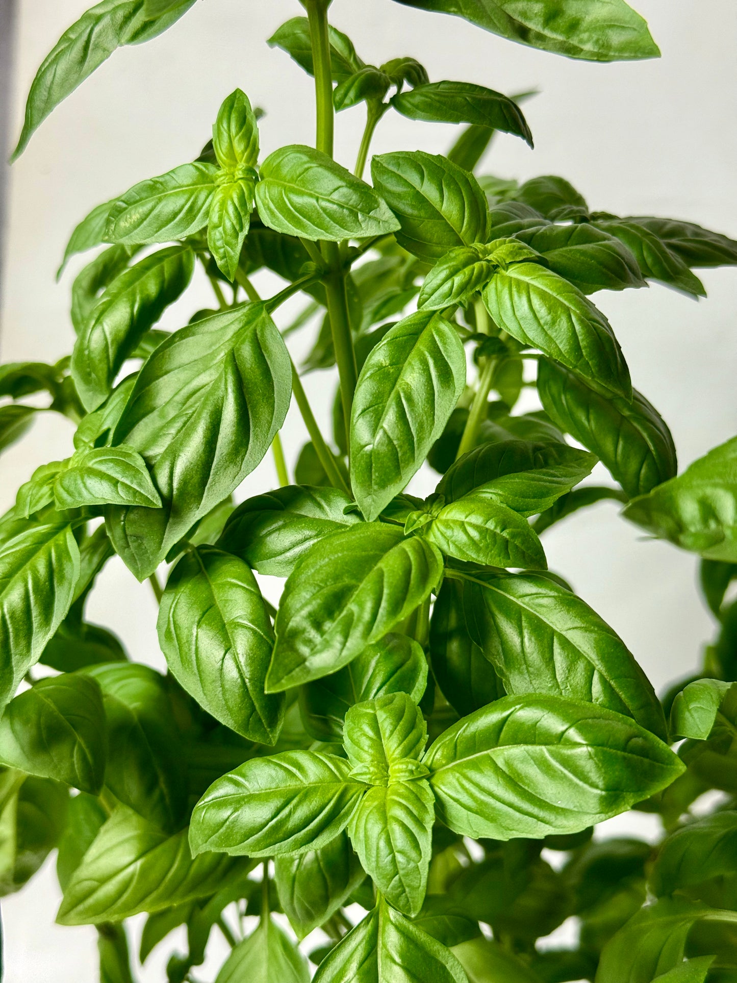 Busuioc Genovez GIGA