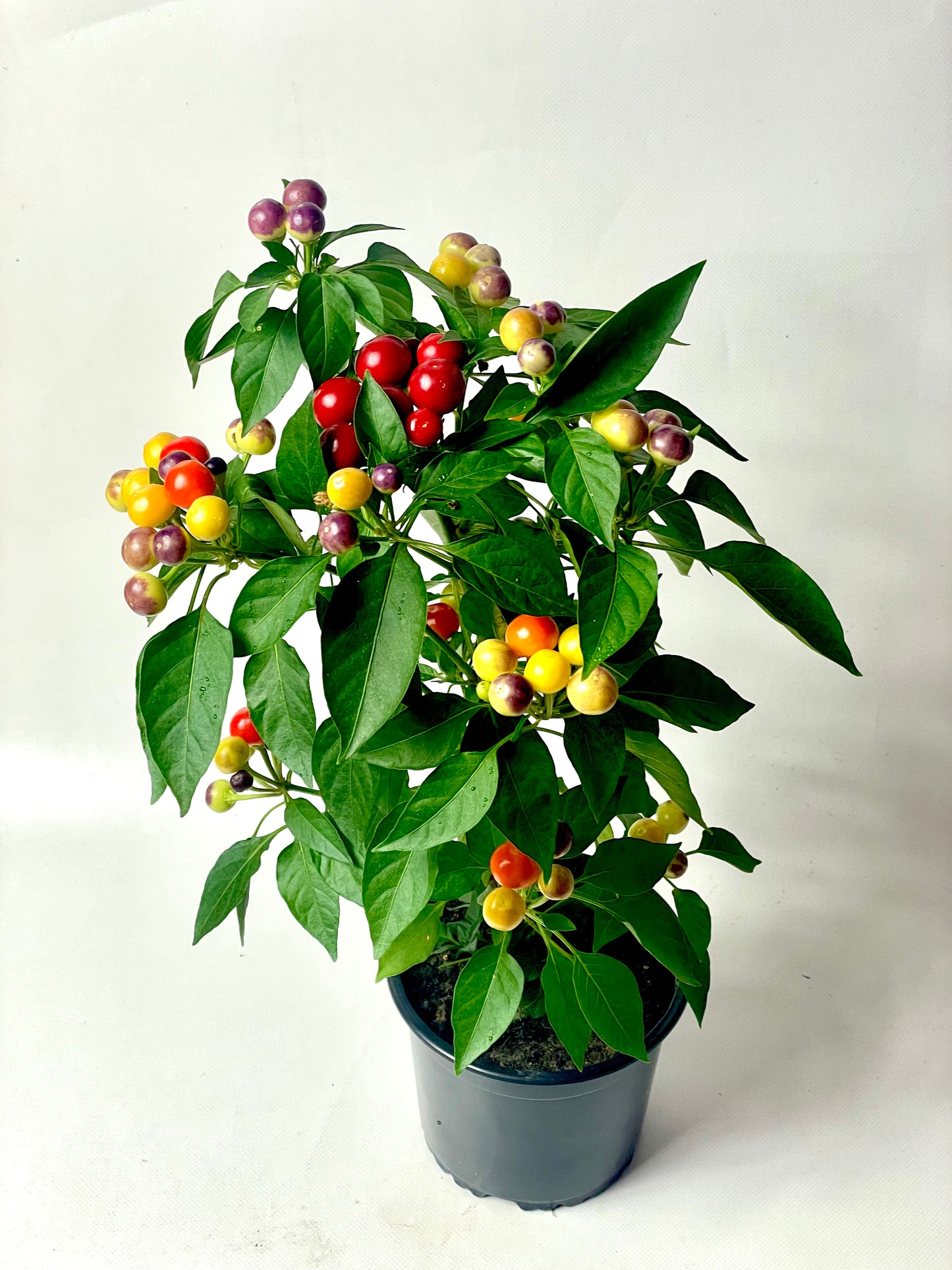Ardei chili Cherry