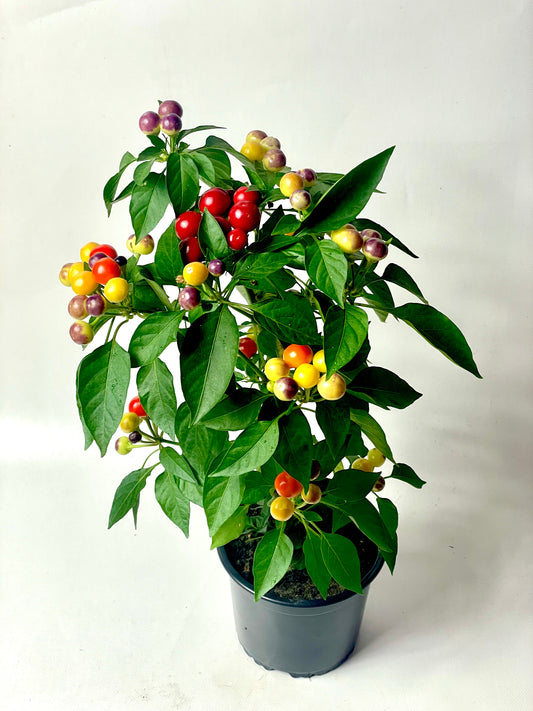 Ardei chili Cherry