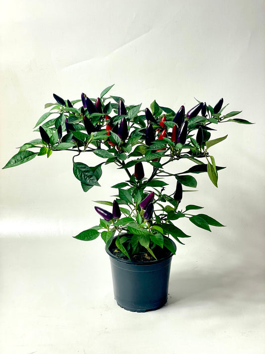 Ardei chili Mov
