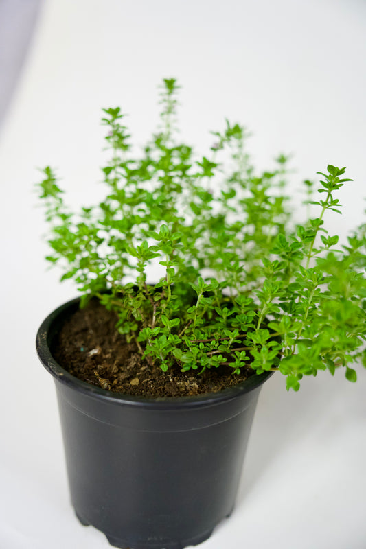 Cimbrișor lămâios