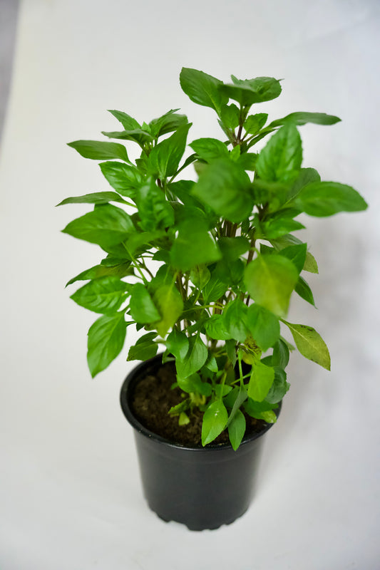 Busuioc Grecesc Columnar