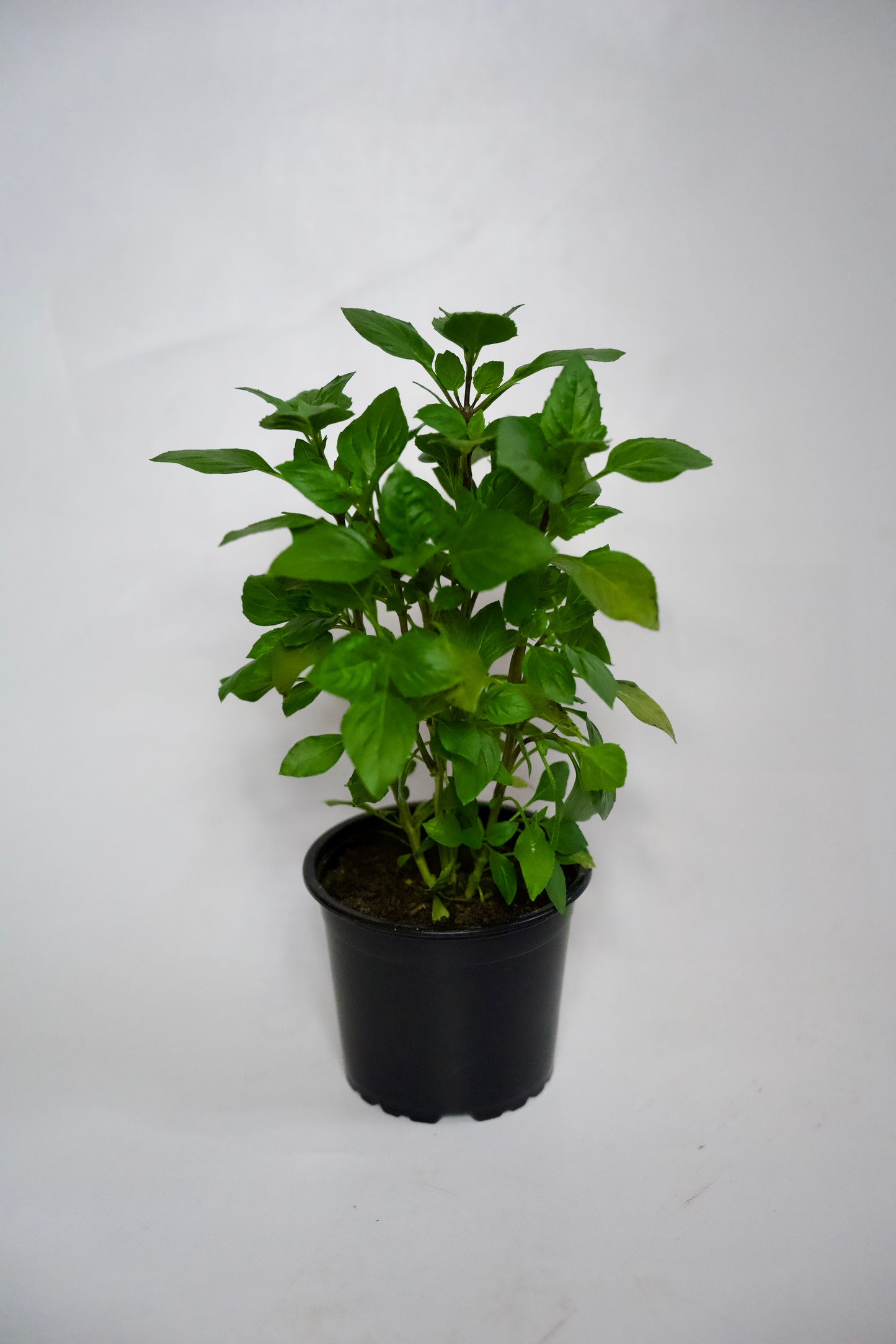 Busuioc Grecesc Columnar