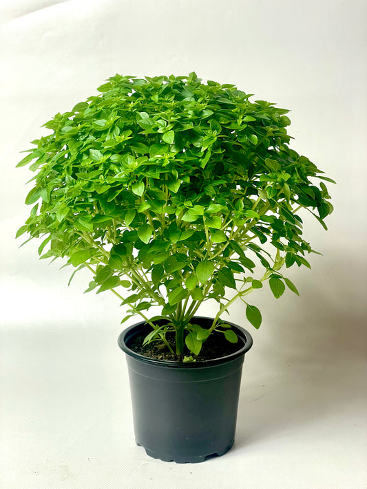 Busuioc Grecesc