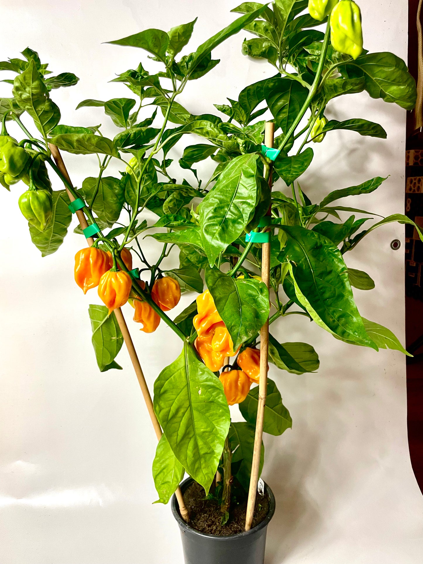 Ardei Chili Habenero Orange