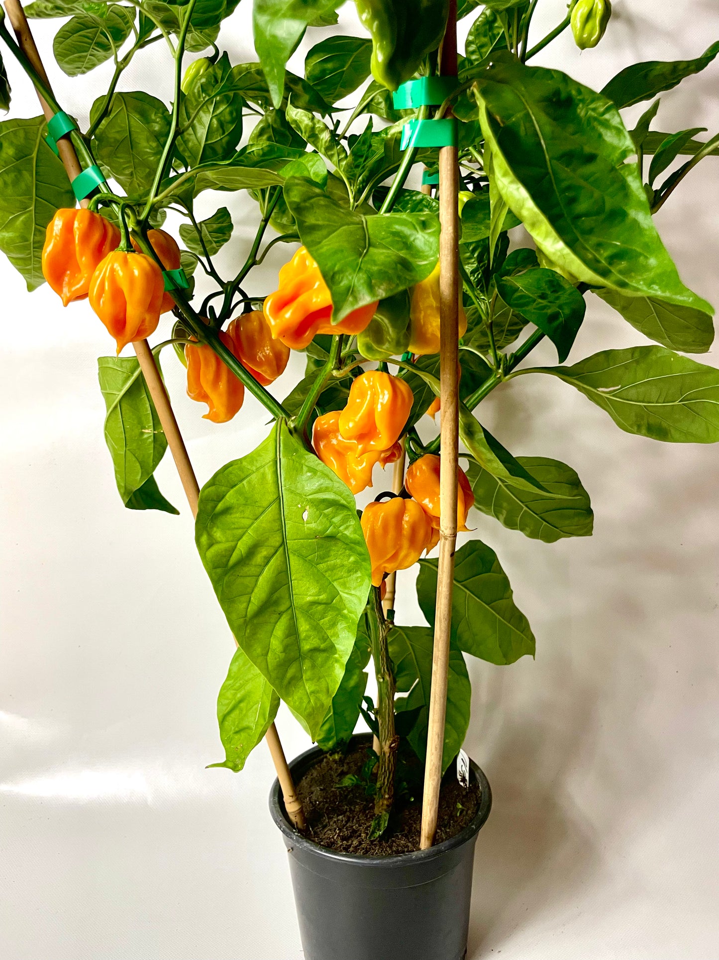 Ardei Chili Habenero Orange