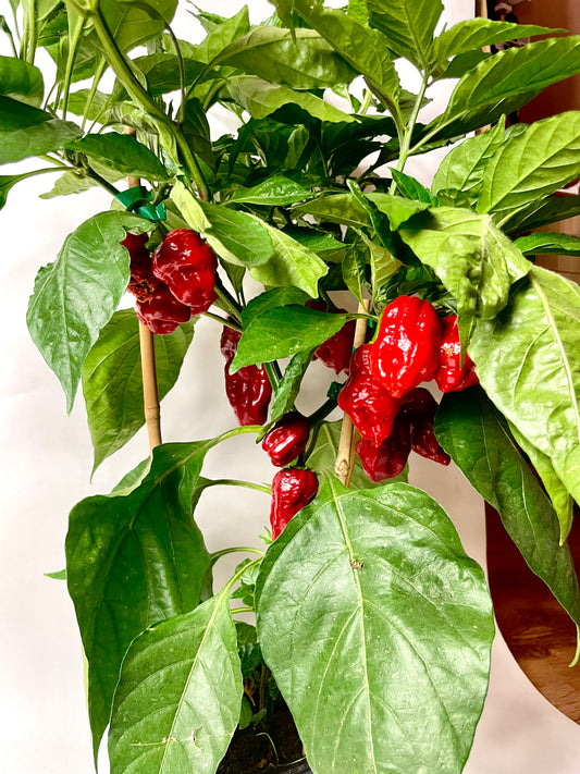 Ardei Chili Habanero Red
