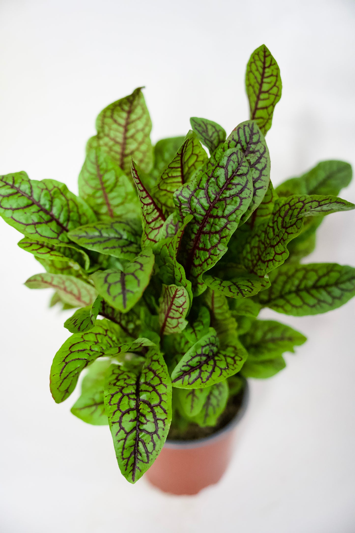 Macriș Roșu (Red Veined)