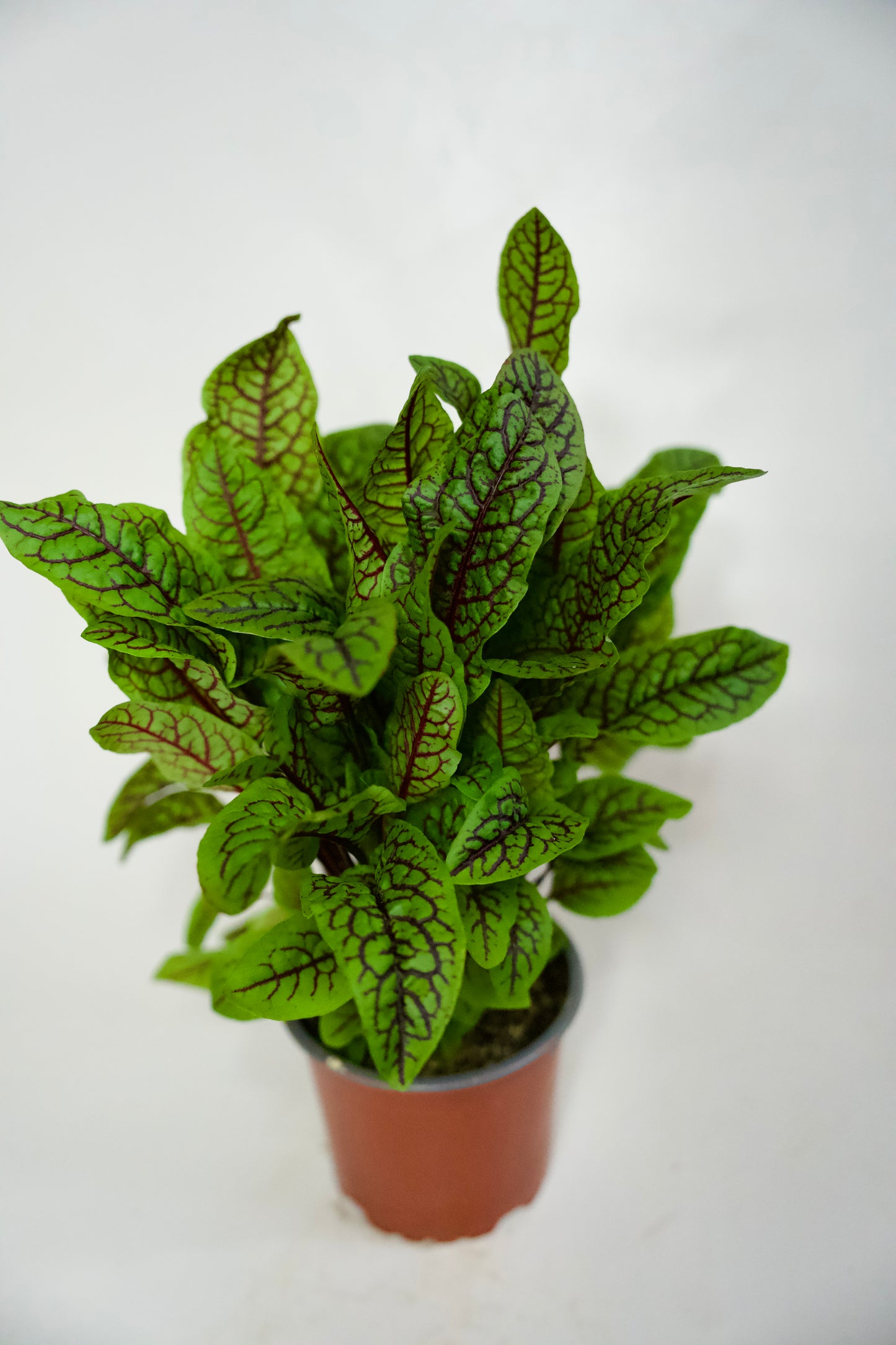 Macriș Roșu (Red Veined)