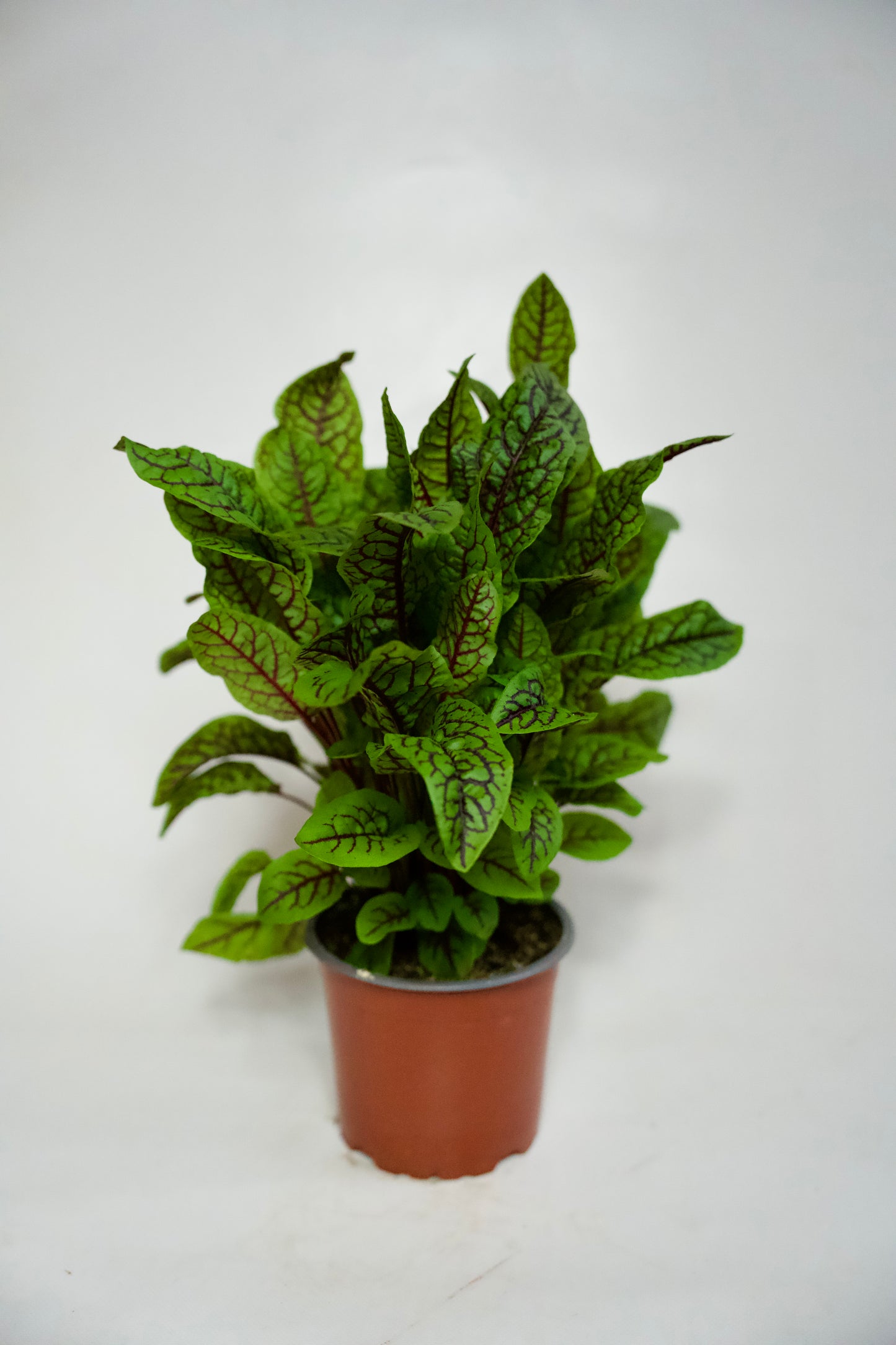 Macriș Roșu (Red Veined)