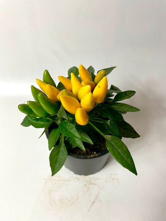 Ardei Chili Mini Galben