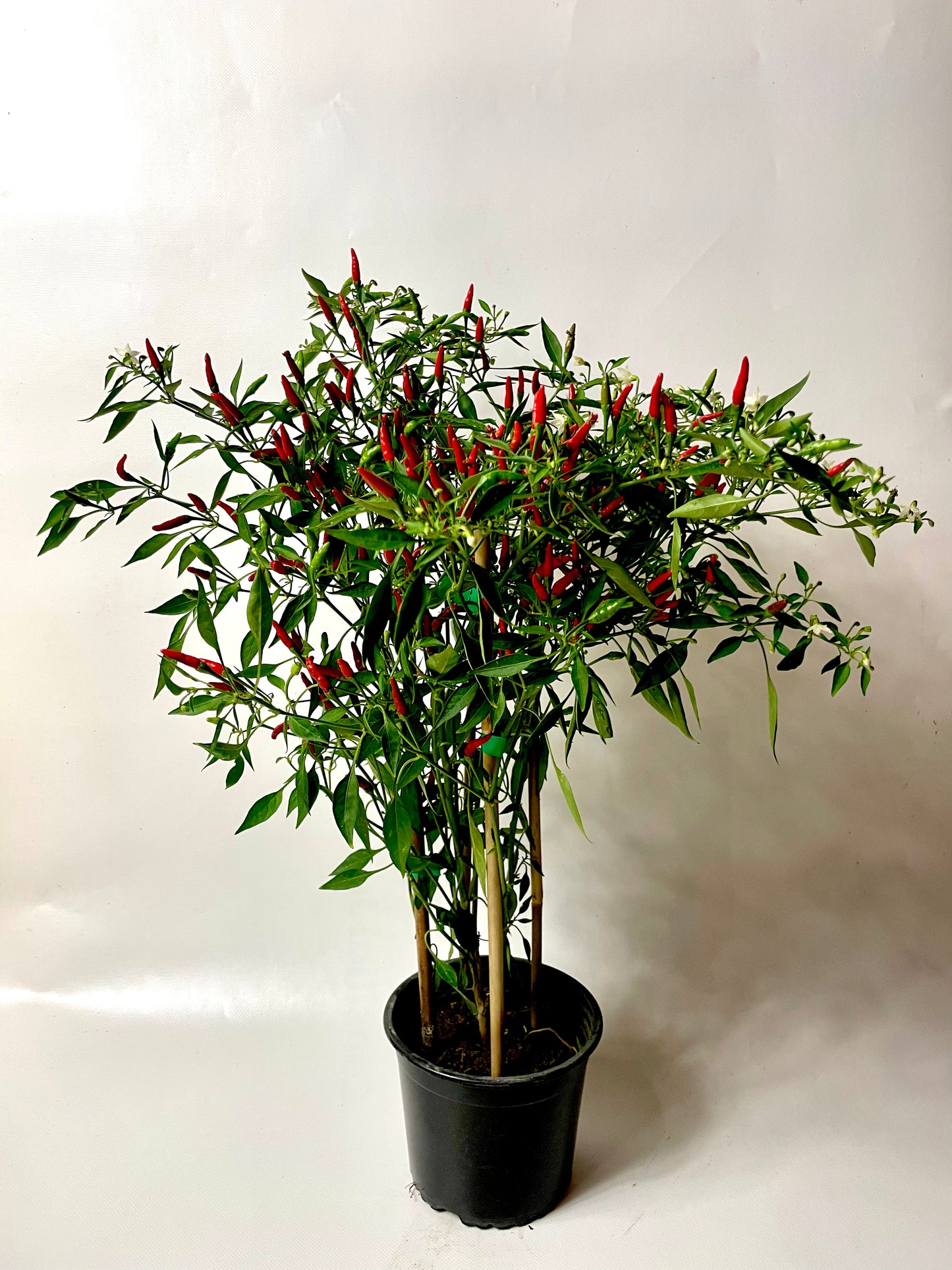 Ardei Mini Chili