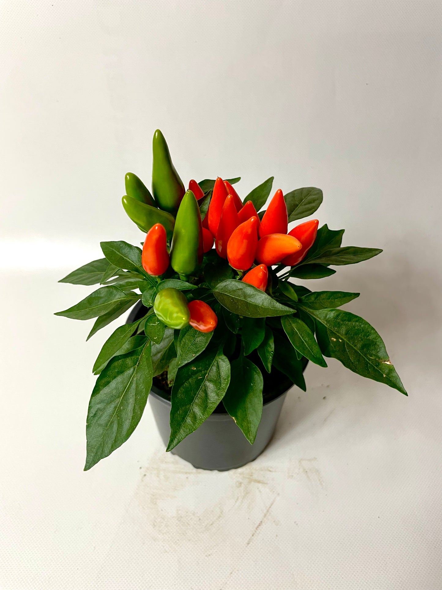 Ardei Chili Mini Portocaliu