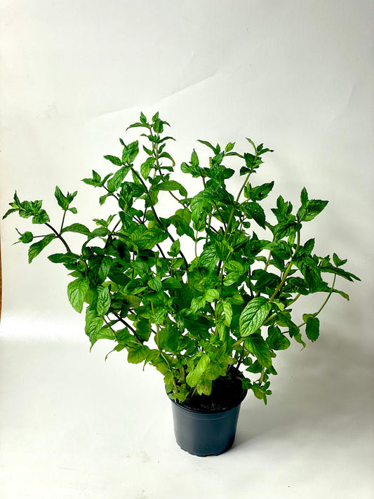 Mentă pentru Mojito