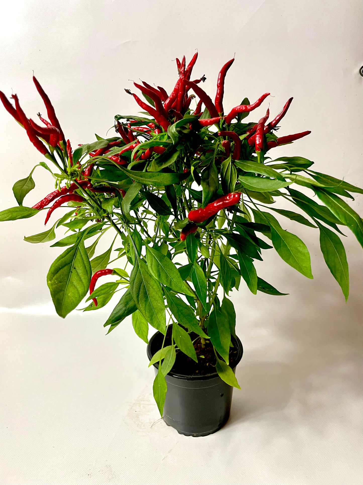 Ardei Chili Piri Piri