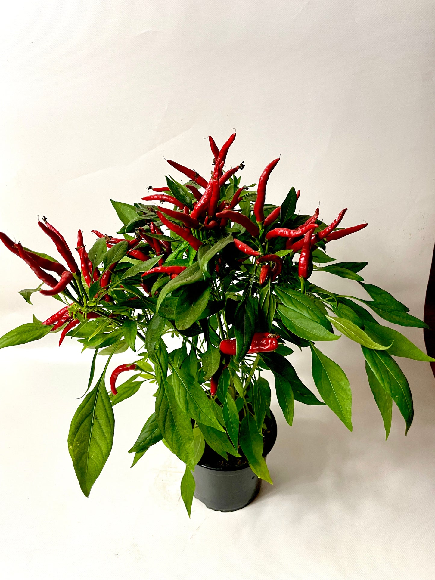 Ardei Chili Piri Piri