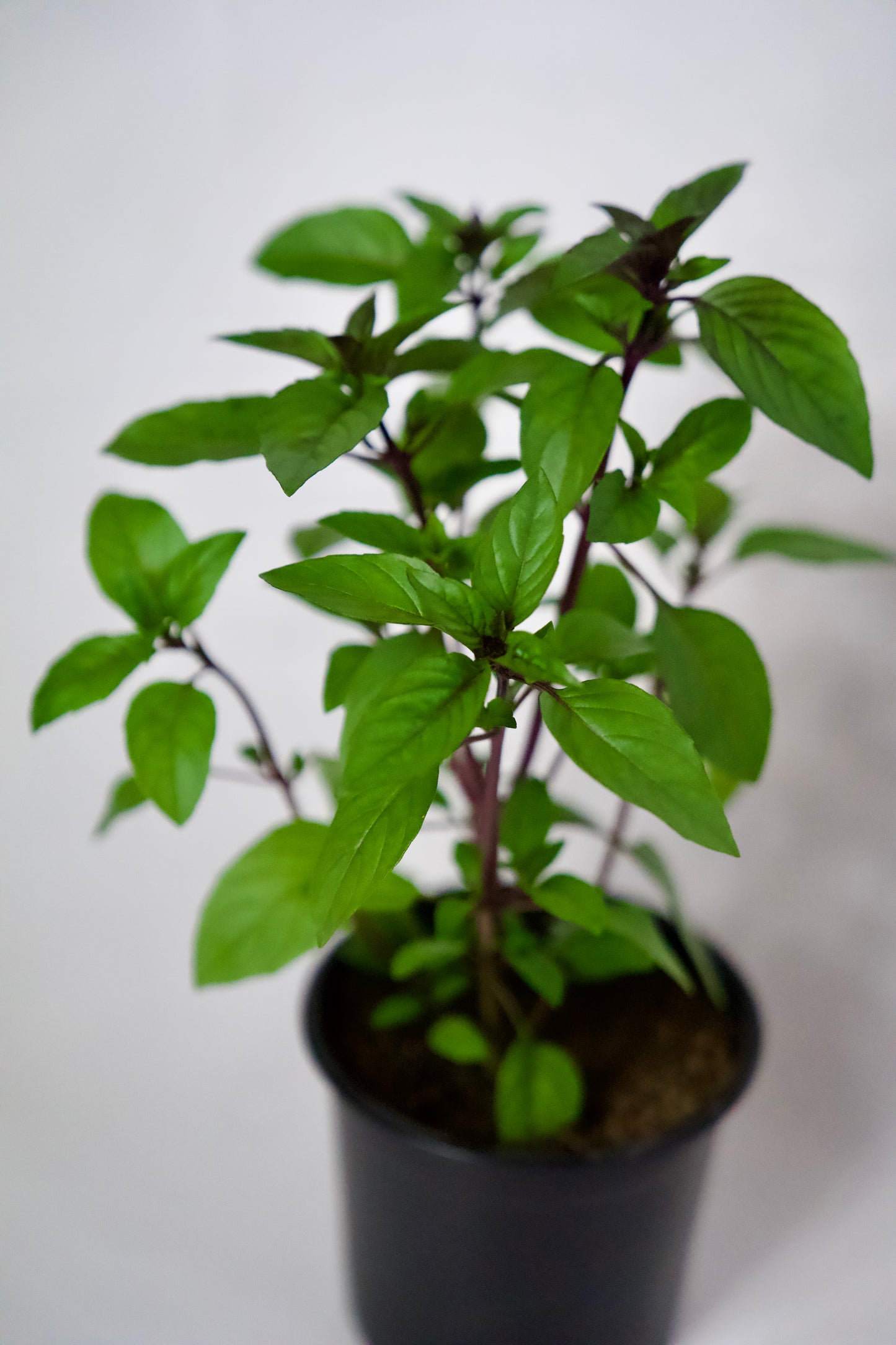 Busuioc cu Scorțișoară (Tailandez)