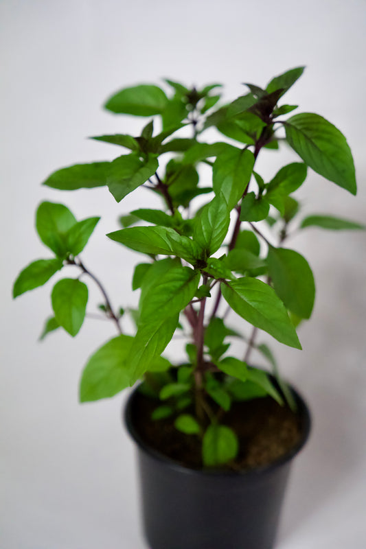 Busuioc cu Scorțișoară (Tailandez)