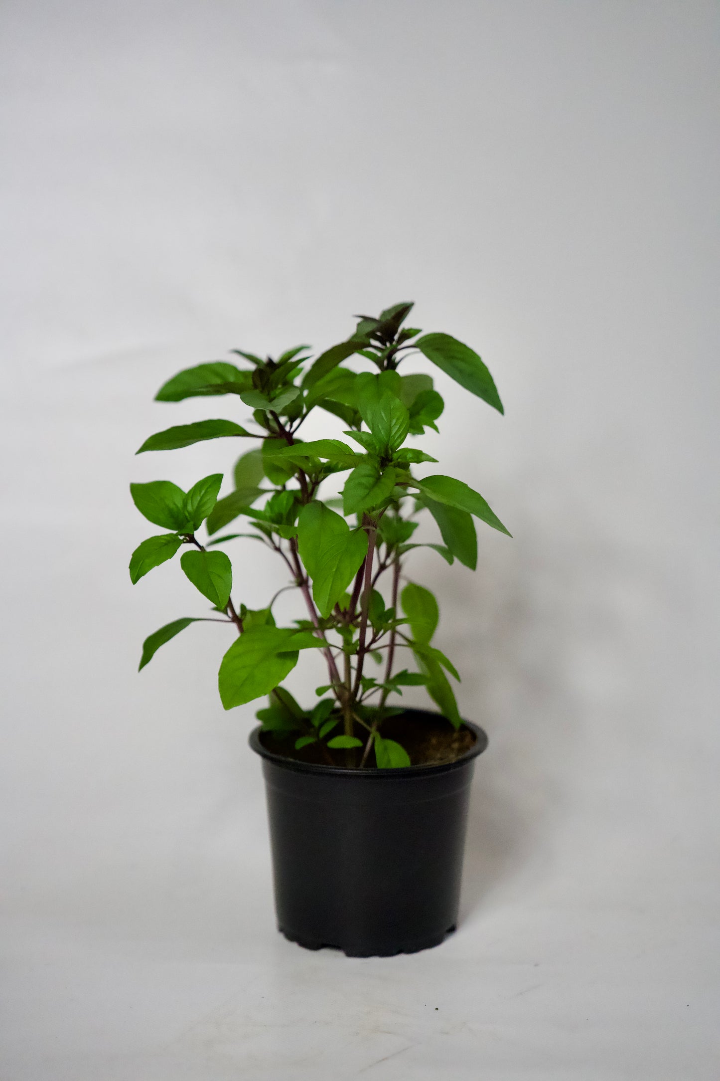 Busuioc cu Scorțișoară (Tailandez)