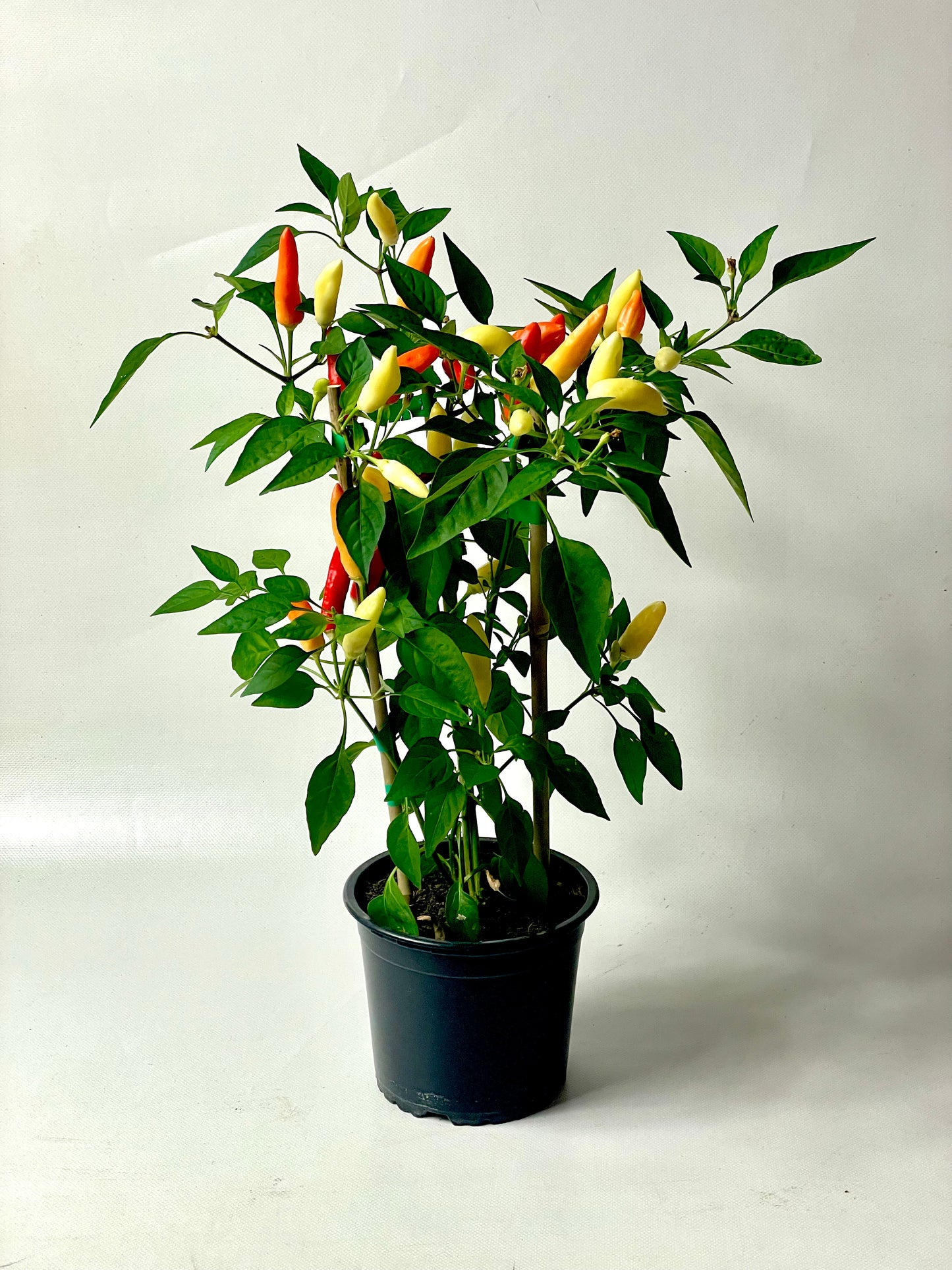 Ardei chili Tabasco