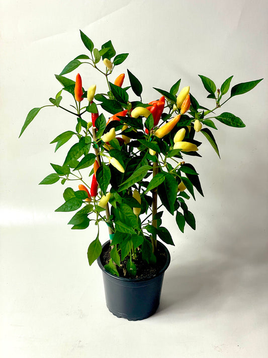 Ardei chili Tabasco